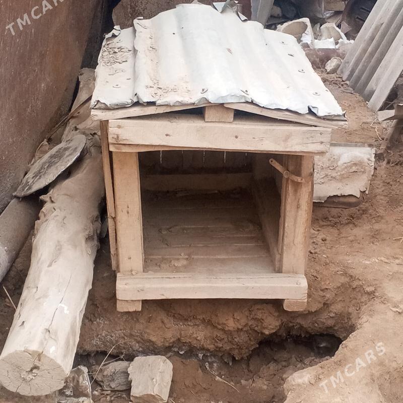 alabay - Дашогуз - img 1