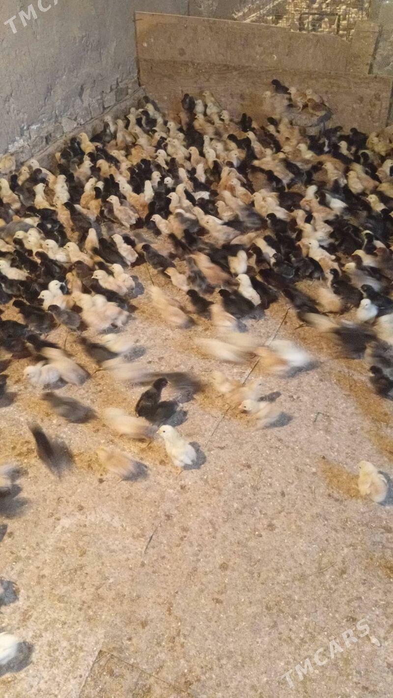 juyje жуже - Шабатский этрап - img 3