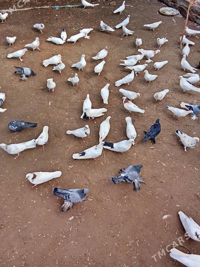 кушлар - Дашогуз - img 2