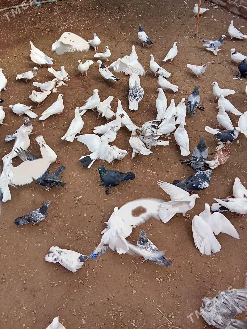 кушлар - Дашогуз - img 4