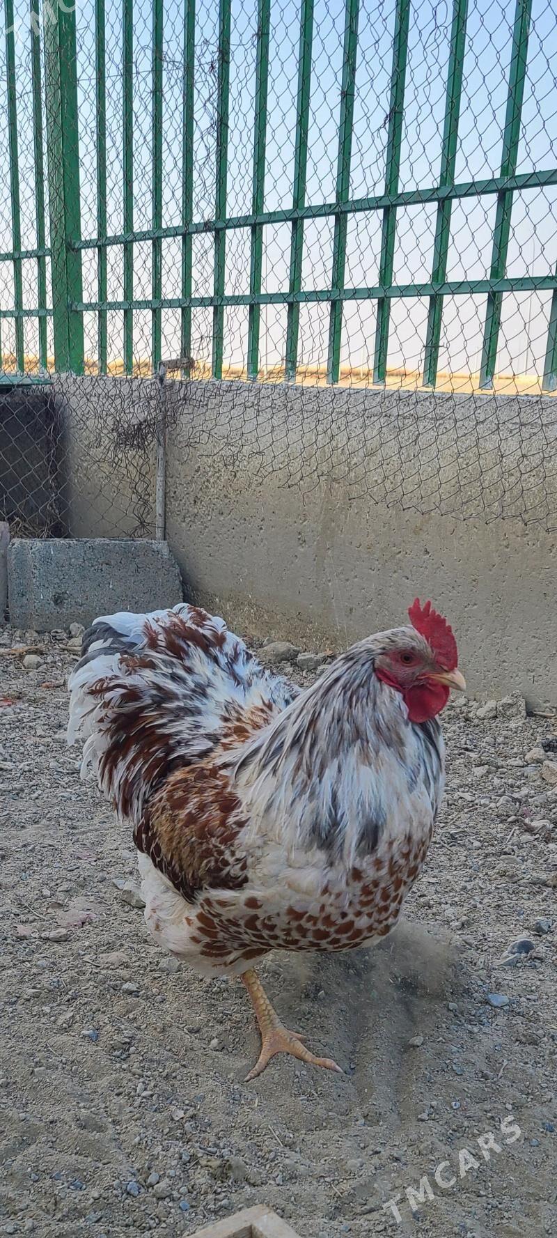 Wiandot Splash Horaz - Gyzylarbat - img 4