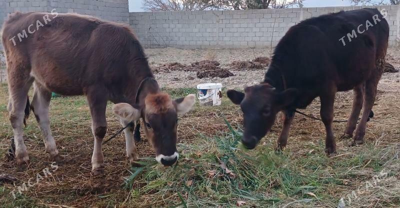 Gole - Гёкдепе - img 6