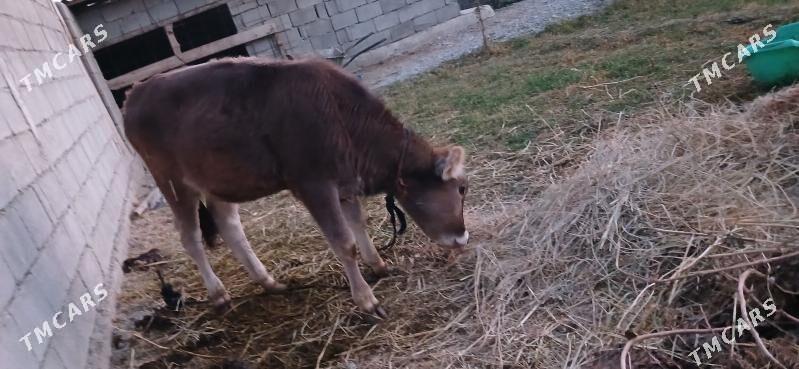 Gole - Гёкдепе - img 5