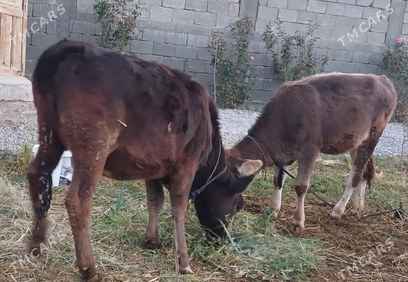 Gole - Гёкдепе - img 1