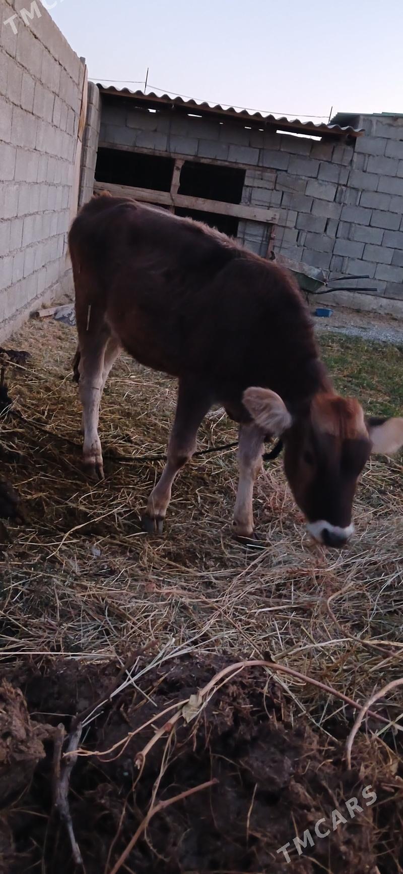 Gole - Гёкдепе - img 8