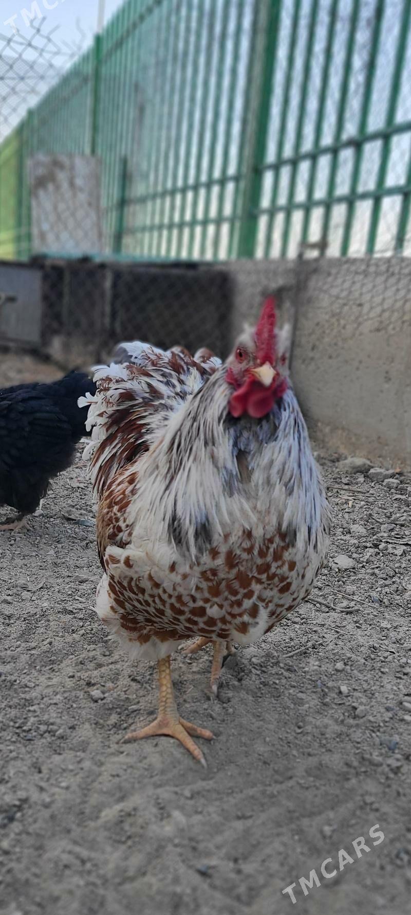 Wiandot Splash Horaz - Gyzylarbat - img 3