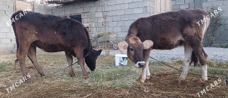 Gole - Гёкдепе - img 4