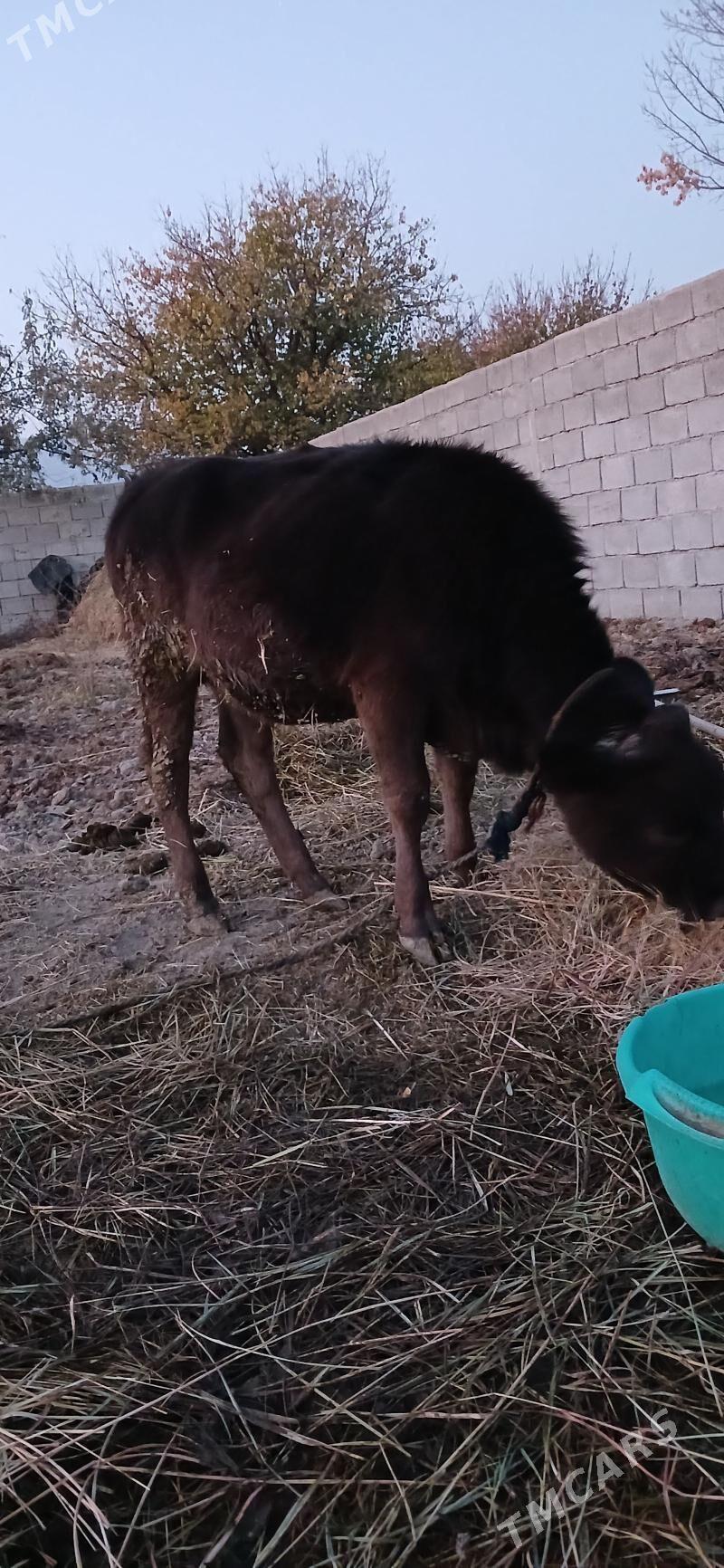 Gole - Гёкдепе - img 10