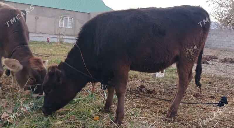 Gole - Гёкдепе - img 3