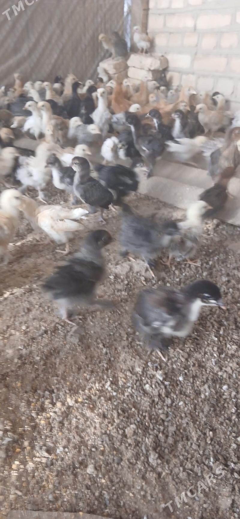 juyje - Mary - img 2