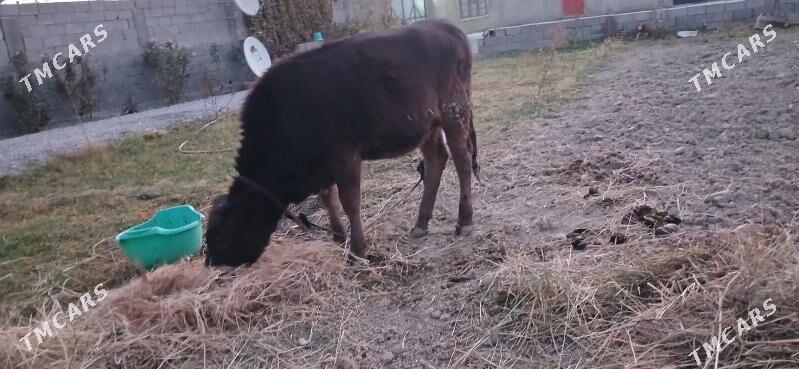 Gole - Гёкдепе - img 7