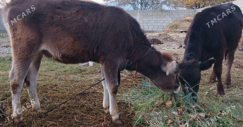 Gole - Гёкдепе - img 2