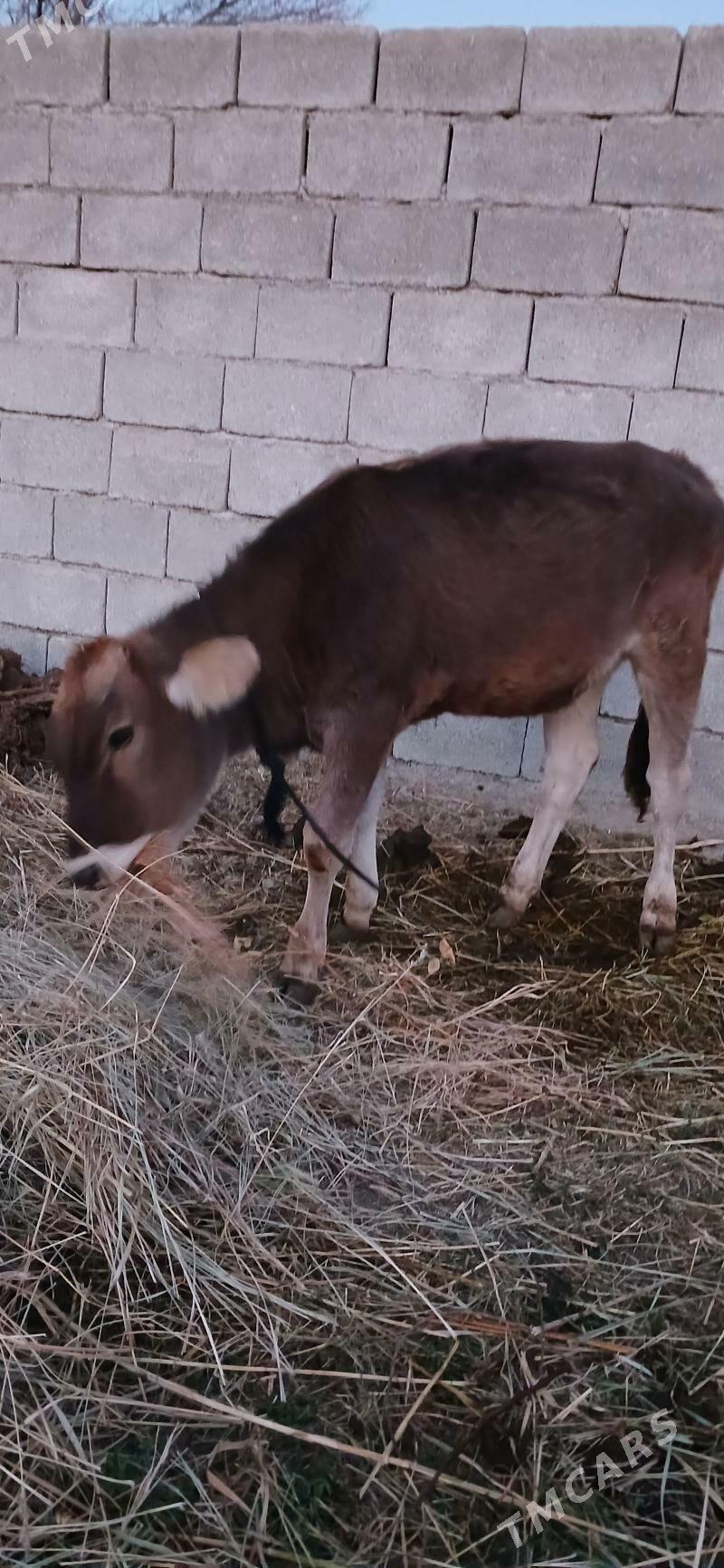 Gole - Гёкдепе - img 9