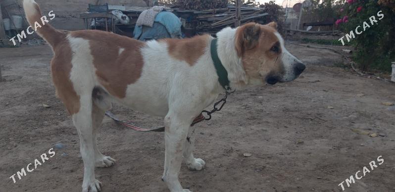 Turkmen Alabay - Ак-Бугдайский этрап - img 2