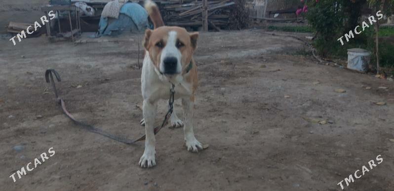 Turkmen Alabay - Ак-Бугдайский этрап - img 4