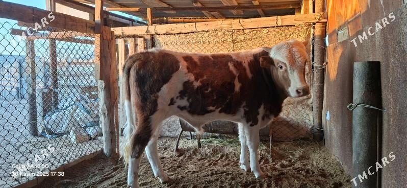 Okuz - Gumdag - img 3