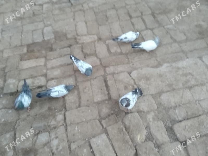 kepderi - Türkmenabat - img 2