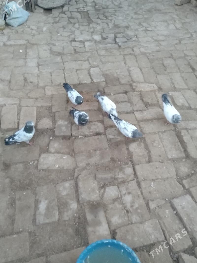 kepderi - Türkmenabat - img 4