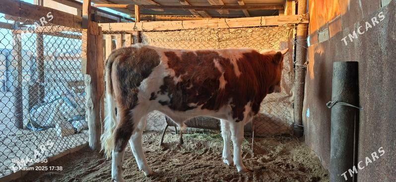 Okuz - Gumdag - img 1