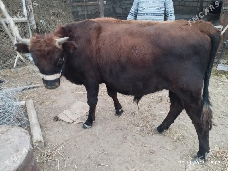 okuz - Türkmenbaşy - img 2