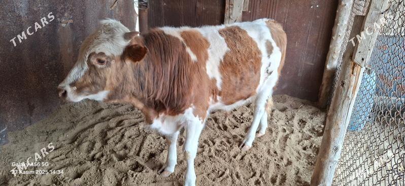 Okuz - Gumdag - img 4