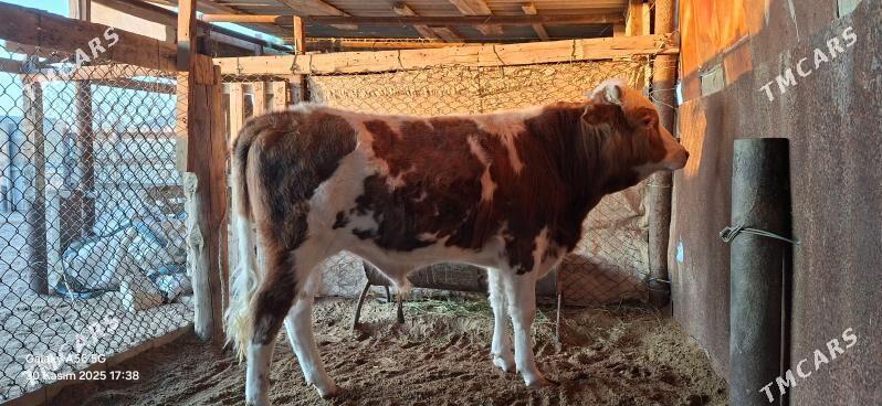 Okuz - Gumdag - img 2