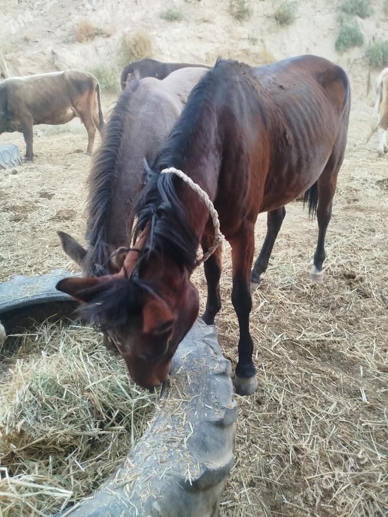 at - Кака - img 4