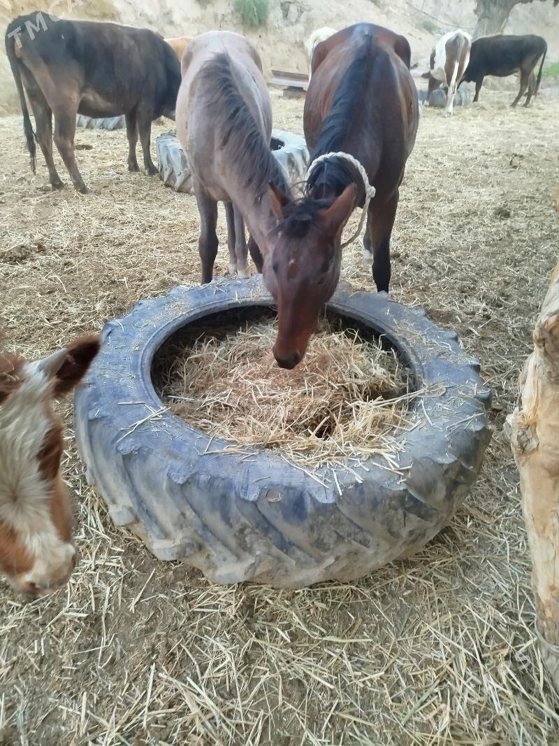 at - Кака - img 2