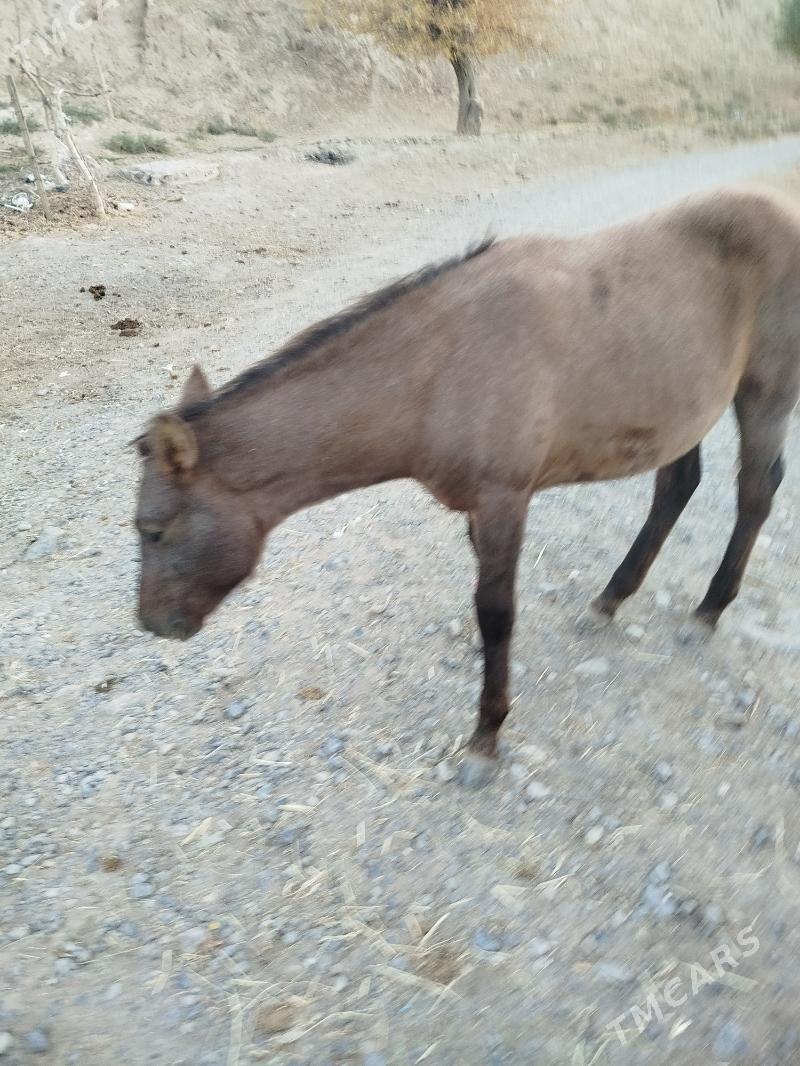 at - Кака - img 5