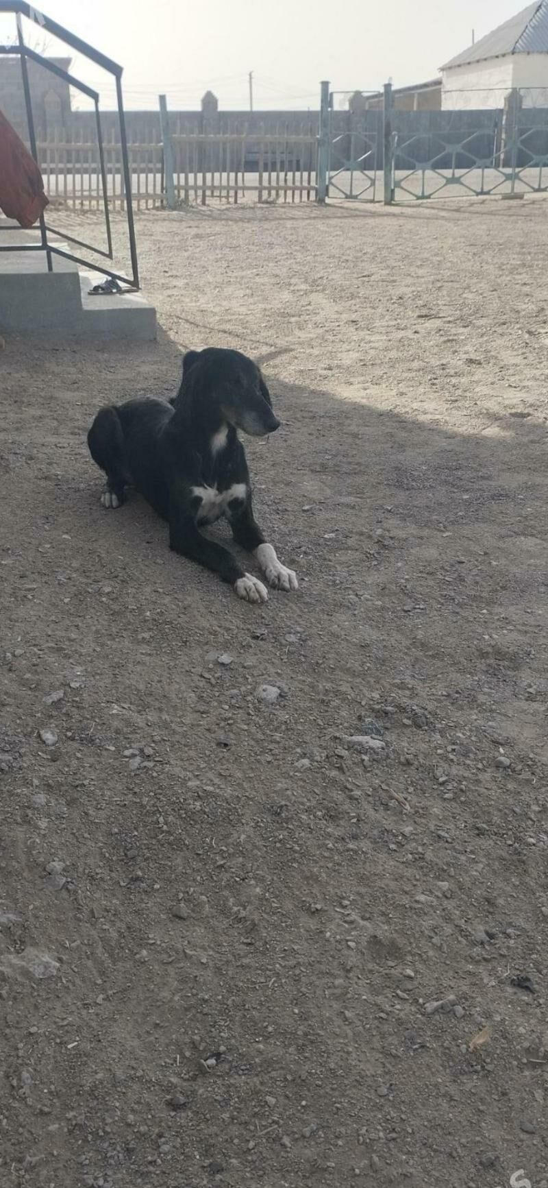 Tazy - Берекет - img 5