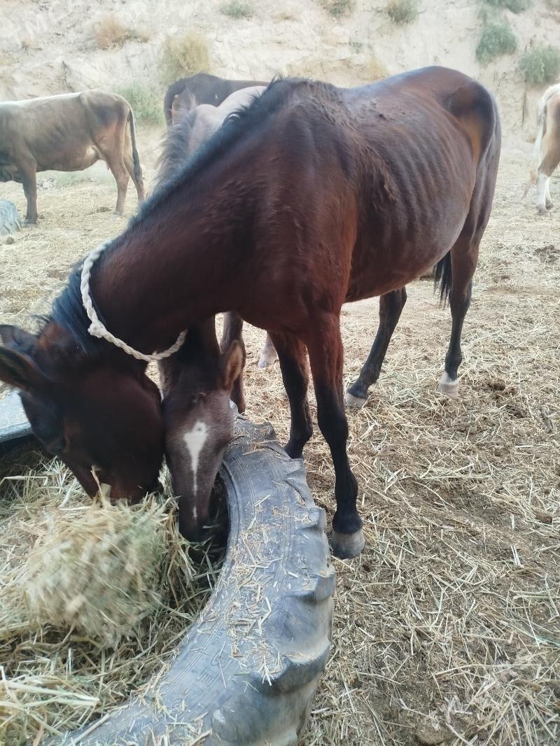 at - Кака - img 3