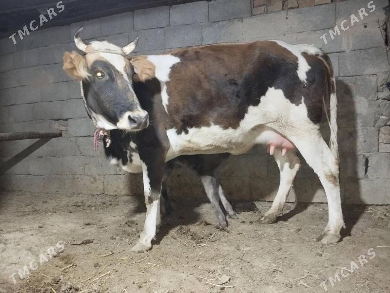 goleli sigir - Gökdepe - img 4