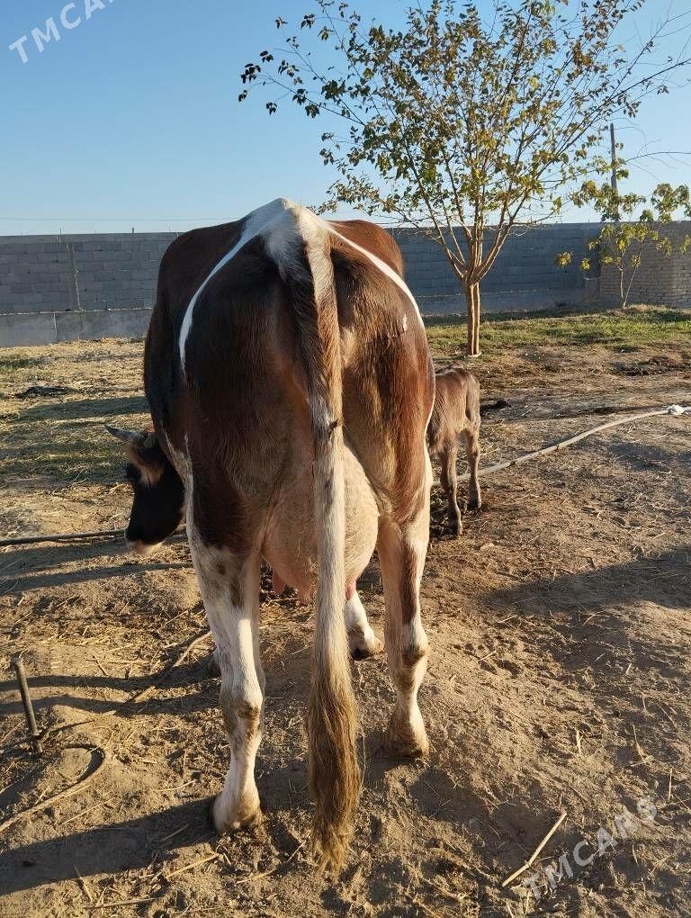 goleli sigir - Gökdepe - img 2