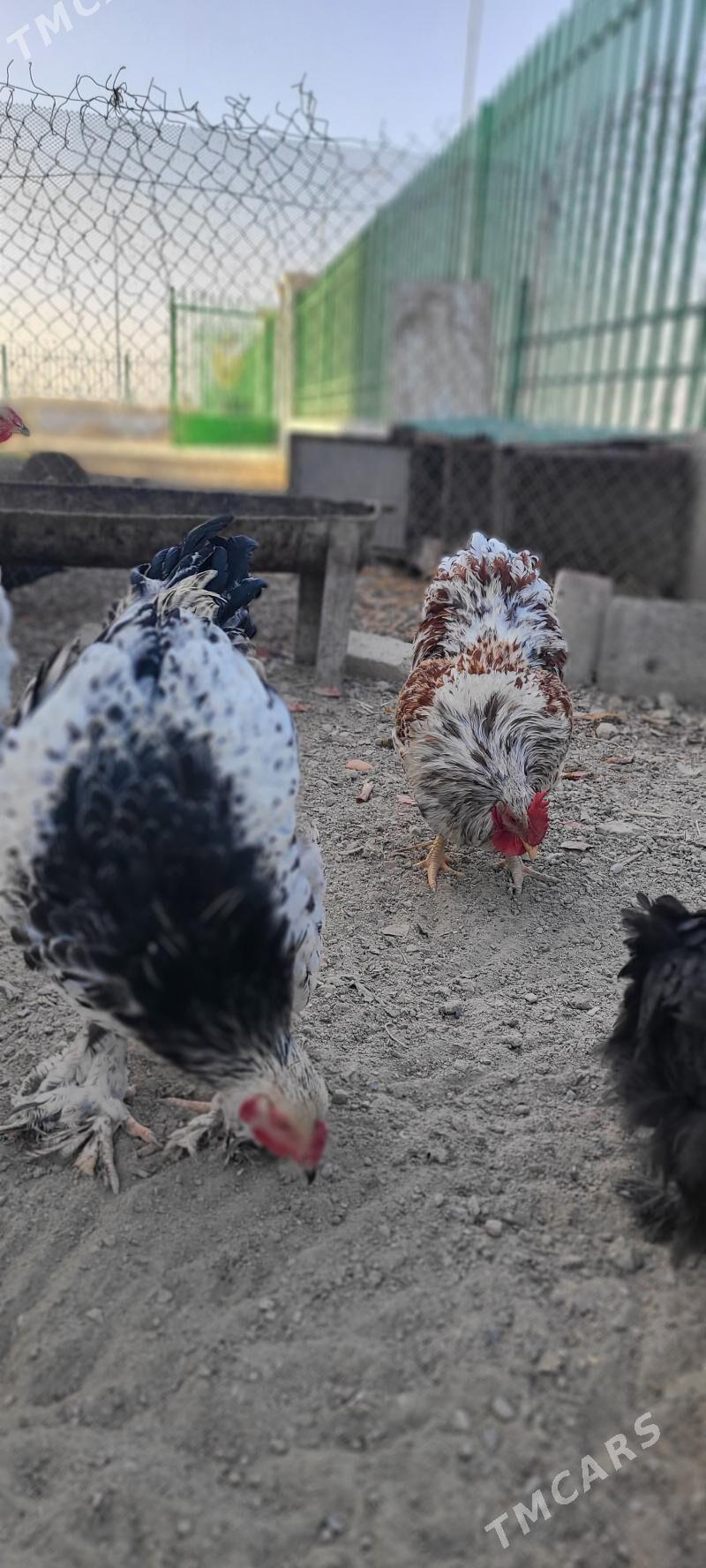 Brama horaz - Gyzylarbat - img 3