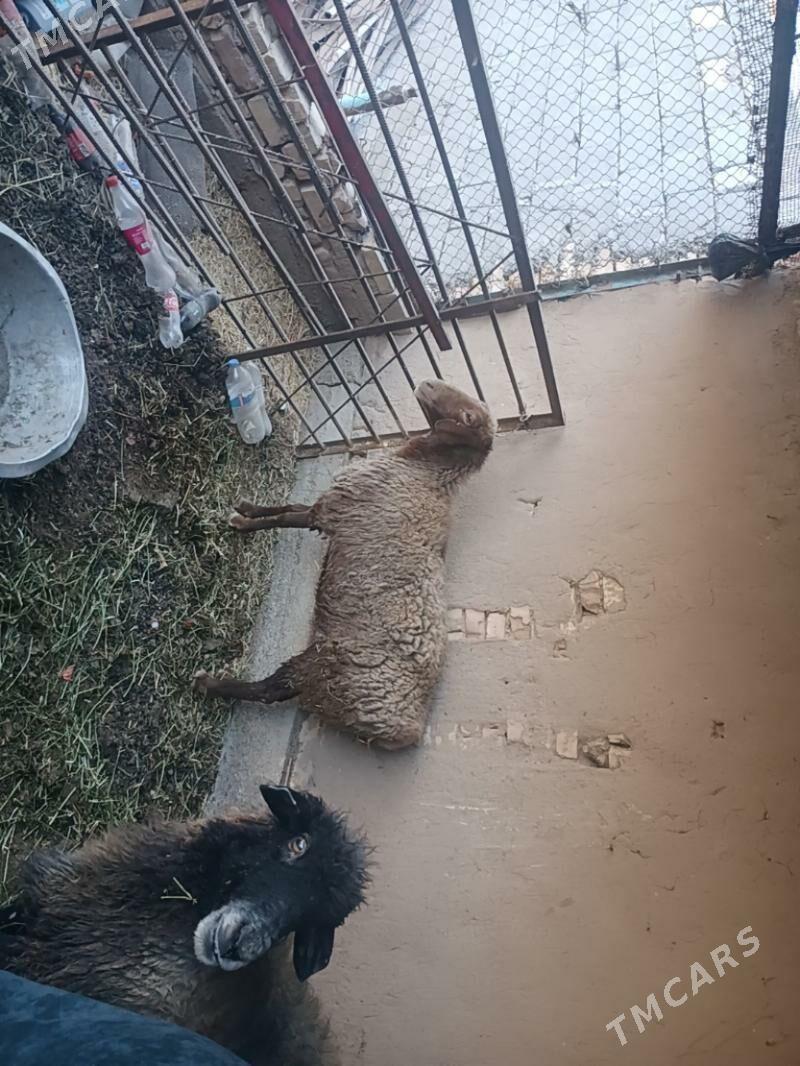 goyun - Tejen - img 2