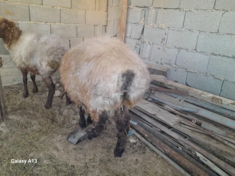 Tokly - Гызыларбат - img 5