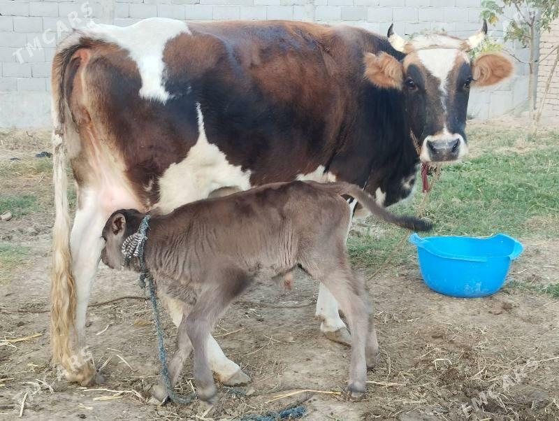 goleli sigir - Gökdepe - img 3