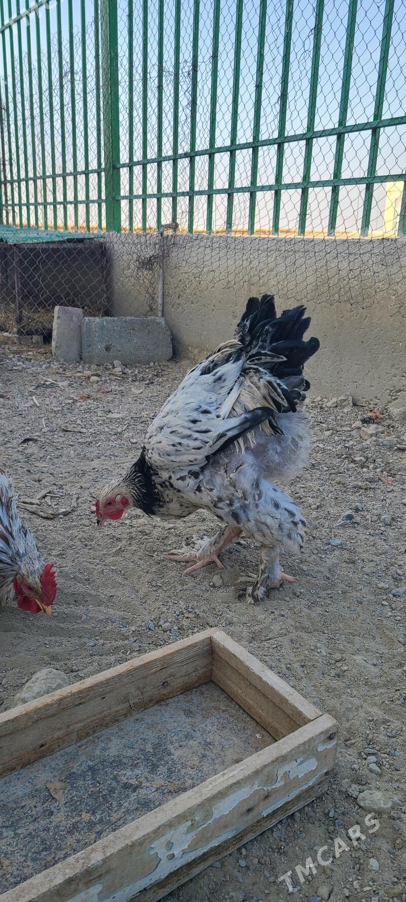 Brama horaz - Gyzylarbat - img 2