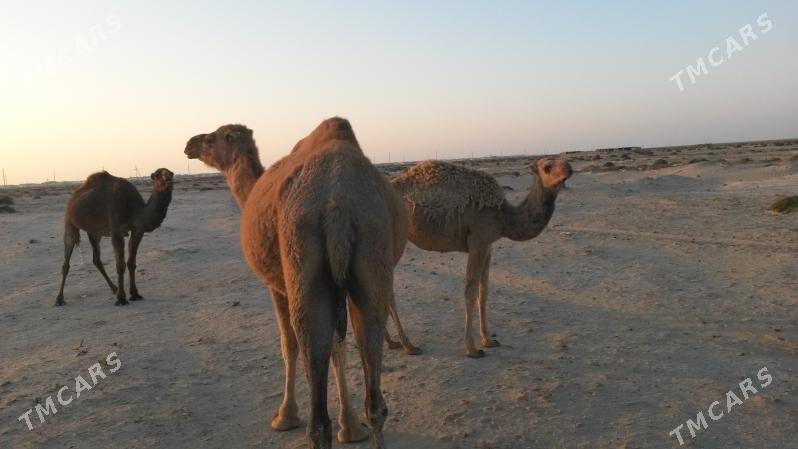 Duye - Esenguly - img 4