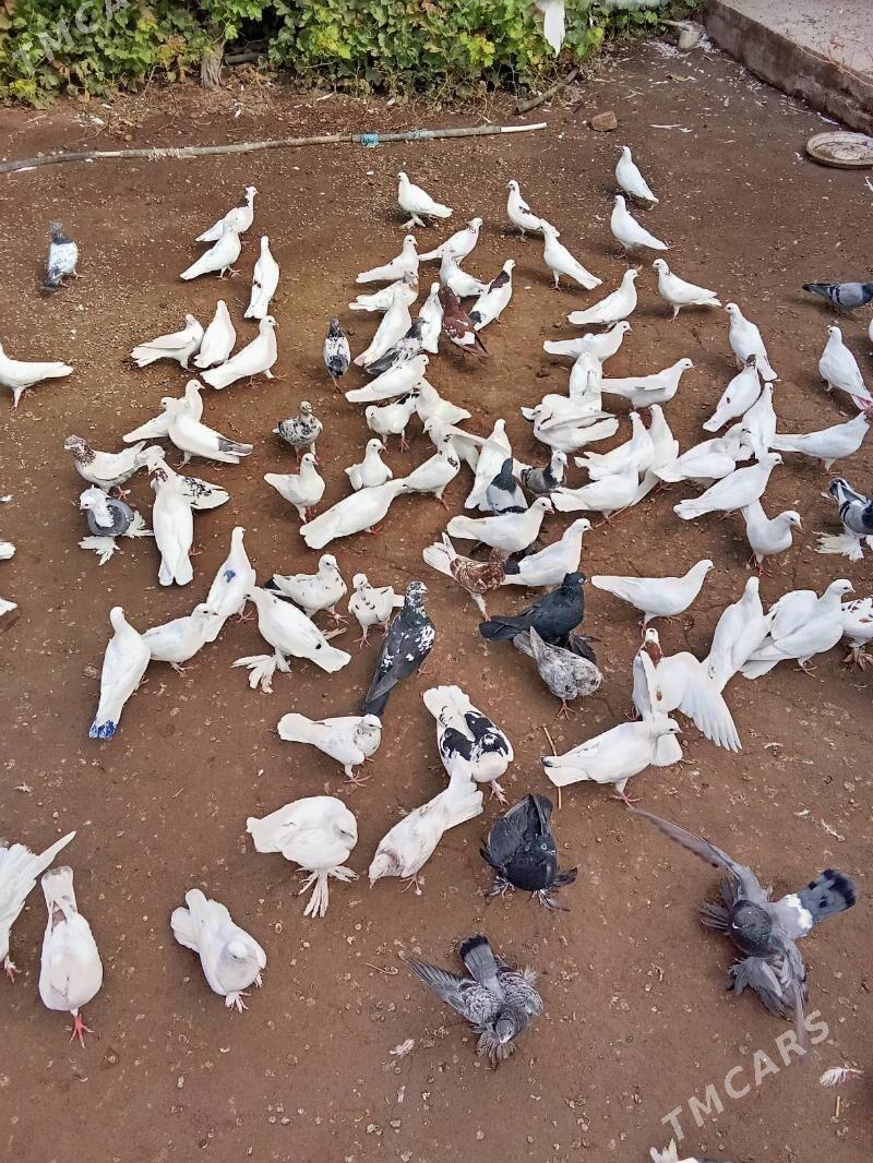 кушлар - Дашогуз - img 3