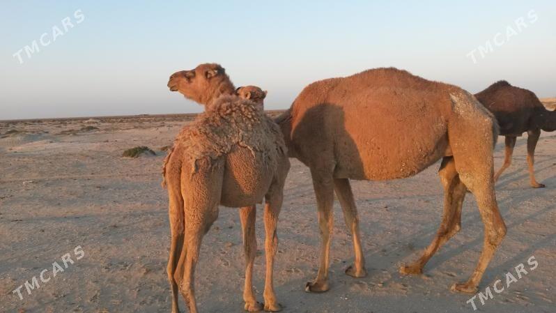 Duye - Esenguly - img 3