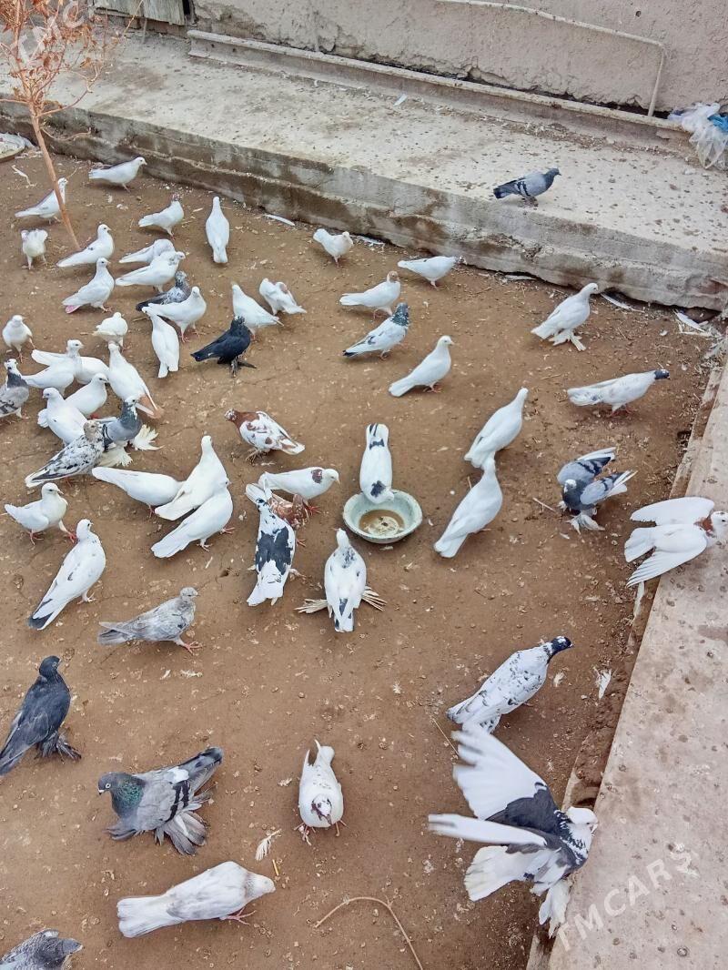 кушлар - Дашогуз - img 5