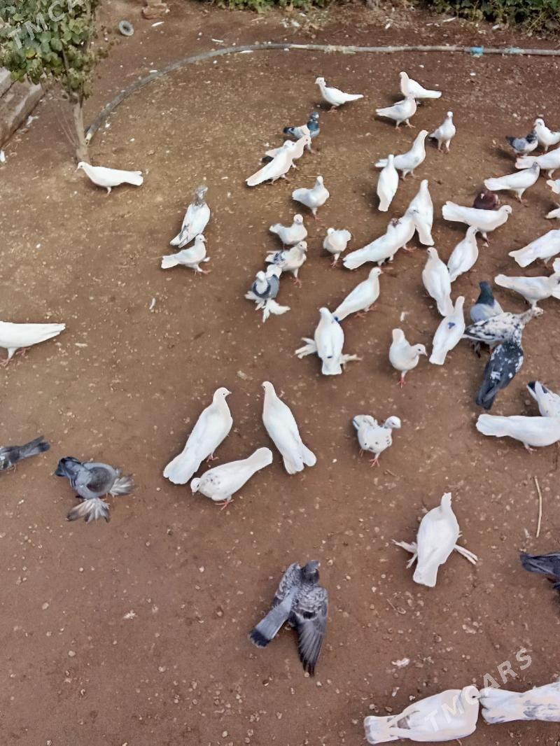 кушлар - Дашогуз - img 6