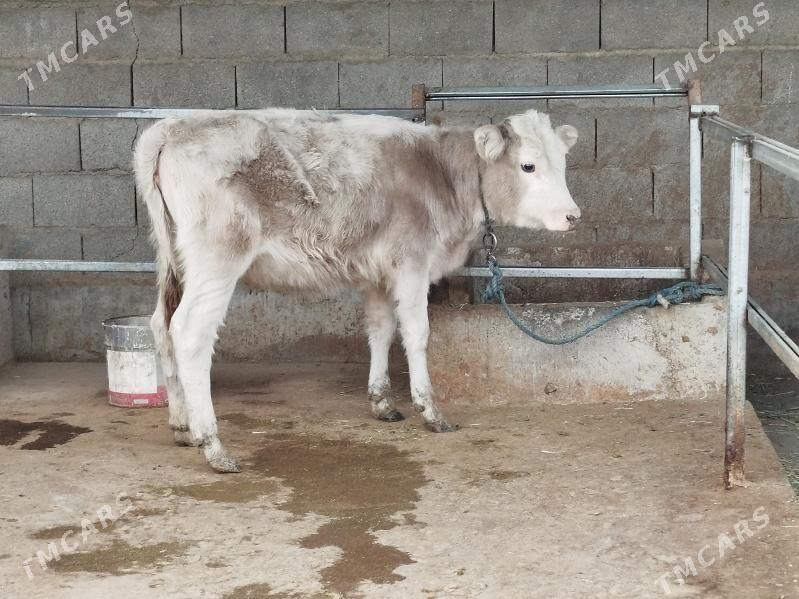 Tuwe - Bäherden - img 1