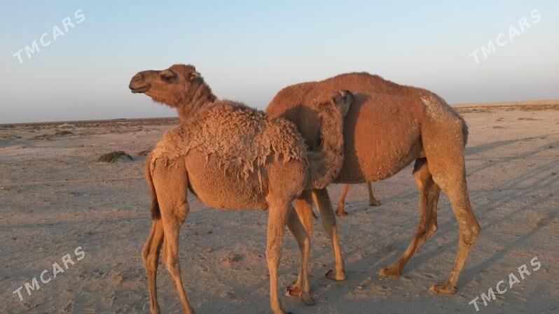 Duye - Esenguly - img 2