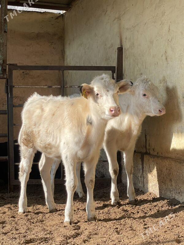 Arginal tüweler - Ашхабад - img 2