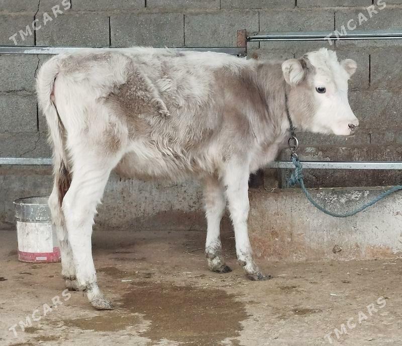 Tuwe - Bäherden - img 2