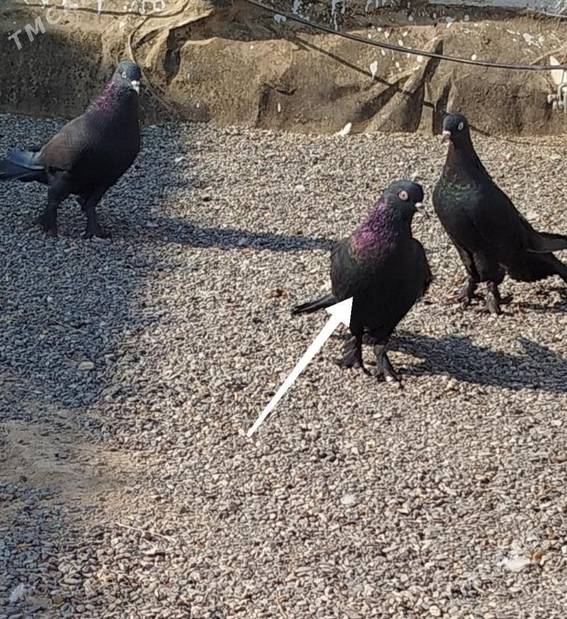 Kepderi - Мир 4 - img 2