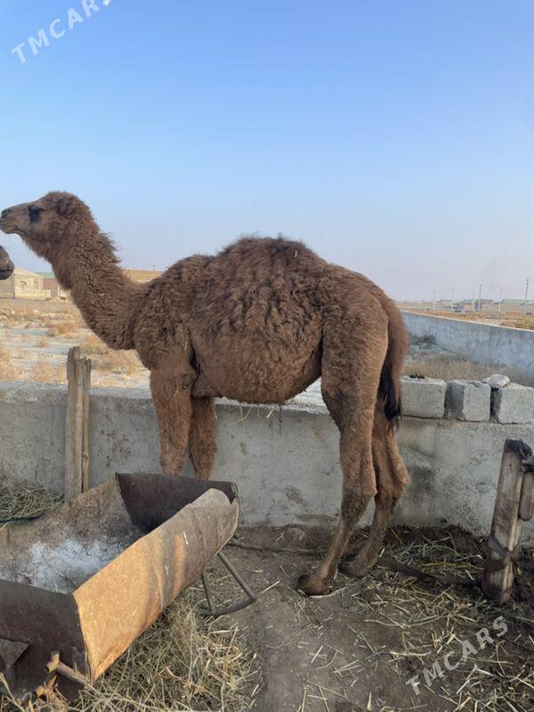 Ogsyk - Bäherden - img 2