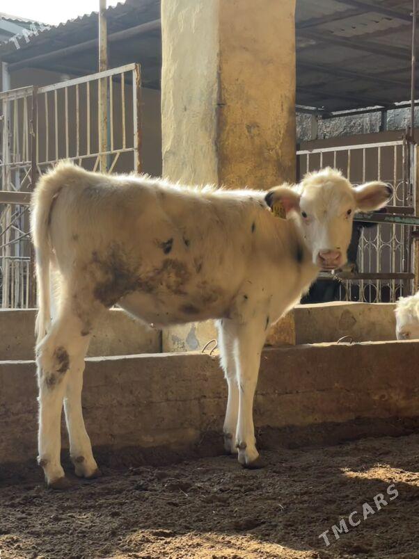 Arginal tüweler - Ашхабад - img 5